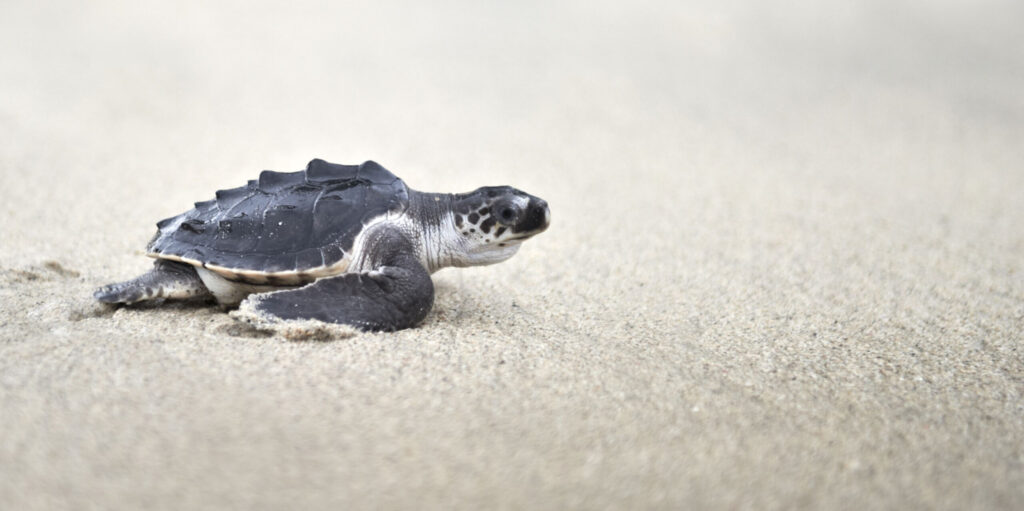 What Is Survivorship Bias? Focusing On The Turtles Who Make It